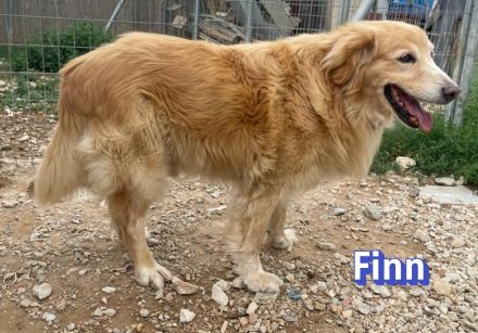 Finn, 08/19 - süßer Senior sucht Familie