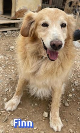 Finn, 08/19 - süßer Senior sucht Familie