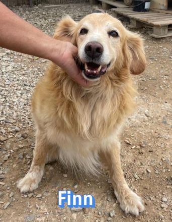 Finn, 08/19 - süßer Senior sucht Familie