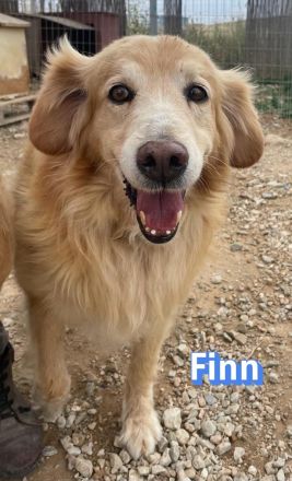 Finn, 08/19 - süßer Senior sucht Familie