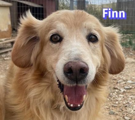 Finn, 08/19 - süßer Senior sucht Familie