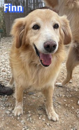 Finn, 08/19 - süßer Senior sucht Familie