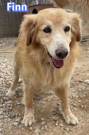 Finn, 08/19 - süßer Senior sucht Familie