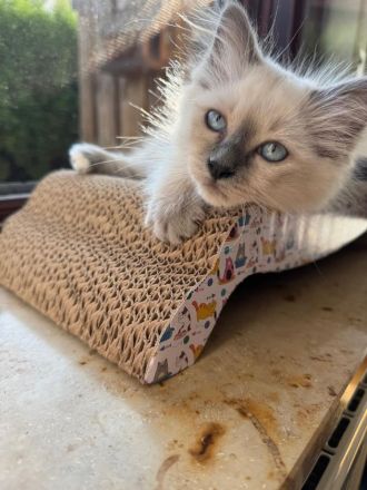 Heilige Birmakitten,  Birma kitten Heilige-Birma-Kätzchen