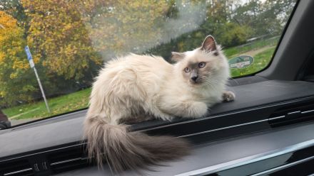 Heilige Birmakitten,  Birma kitten Heilige-Birma-Kätzchen