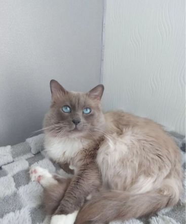 Heilige Birmakitten,  Birma kitten Heilige-Birma-Kätzchen