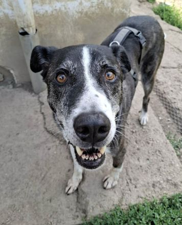 sensibler Yoshi sucht seinen ausgeglichenen Alltag