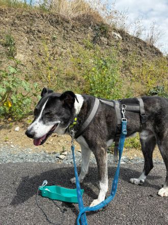 sensibler Yoshi sucht seinen ausgeglichenen Alltag