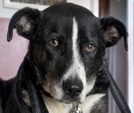 sensibler Yoshi sucht seinen ausgeglichenen Alltag