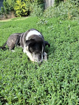 sensibler Yoshi sucht seinen ausgeglichenen Alltag