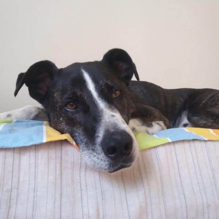 sensibler Yoshi sucht seinen ausgeglichenen Alltag
