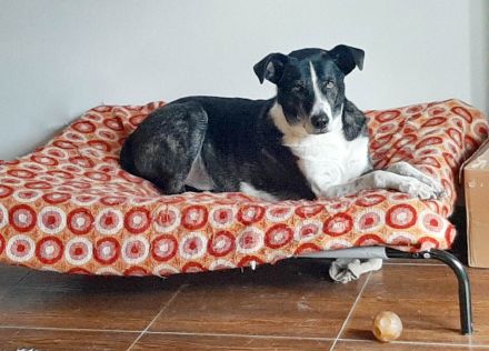 sensibler Yoshi sucht seinen ausgeglichenen Alltag