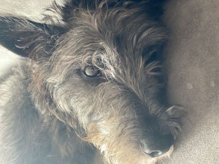 Freddy, 4 Jahre alt, (vermutlich) Terrier x Windhund Mischling
