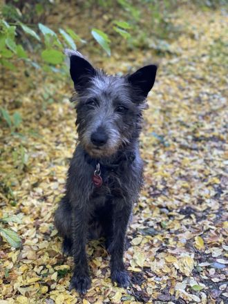 Freddy, 4 Jahre alt, (vermutlich) Terrier x Windhund Mischling