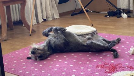 Freddy, 4 Jahre alt, (vermutlich) Terrier x Windhund Mischling