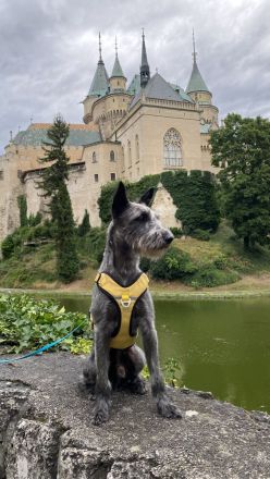 Freddy, 4 Jahre alt, (vermutlich) Terrier x Windhund Mischling
