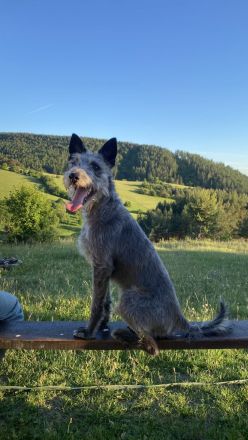 Freddy, 4 Jahre alt, (vermutlich) Terrier x Windhund Mischling