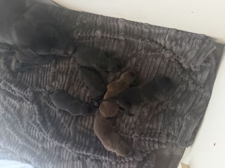 Labrador Retriever Welpen