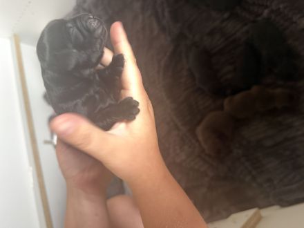 Labrador Retriever Welpen