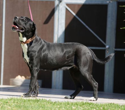Cane Corso Hündin 2 Jahre alt abzugeben.