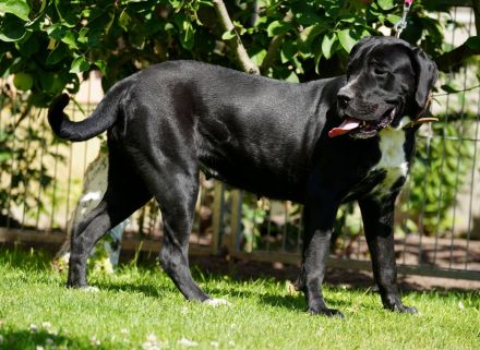 Cane Corso Hündin 2 Jahre alt abzugeben.