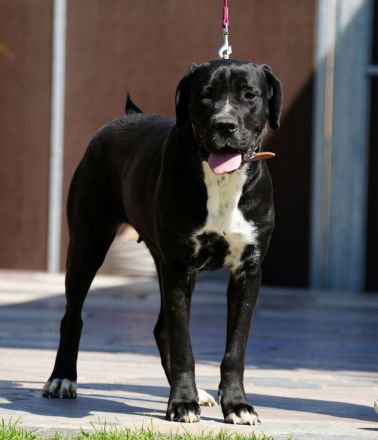 Cane Corso Hündin 2 Jahre alt abzugeben.