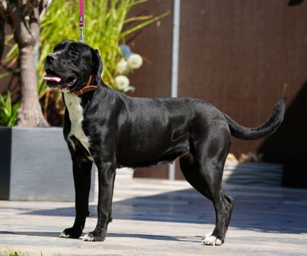 Cane Corso Hündin 2 Jahre alt abzugeben.