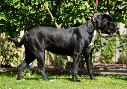Cane Corso Hündin 2 Jahre alt abzugeben.