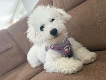 Bichon Frise Hund