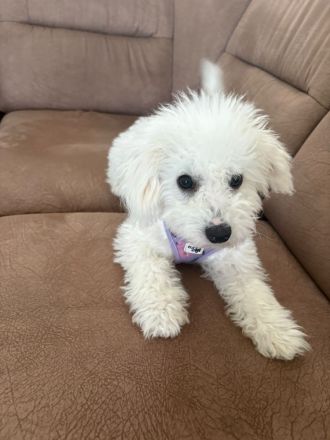 Bichon Frise Hund