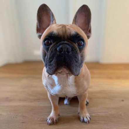 Specki in 60388 Frankfurt sucht sein Für-immer-Zuhause