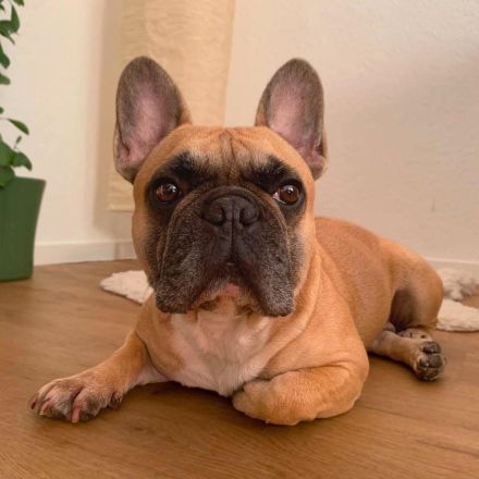 Specki in 60388 Frankfurt sucht sein Für-immer-Zuhause