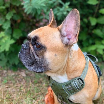 Specki in 60388 Frankfurt sucht sein Für-immer-Zuhause