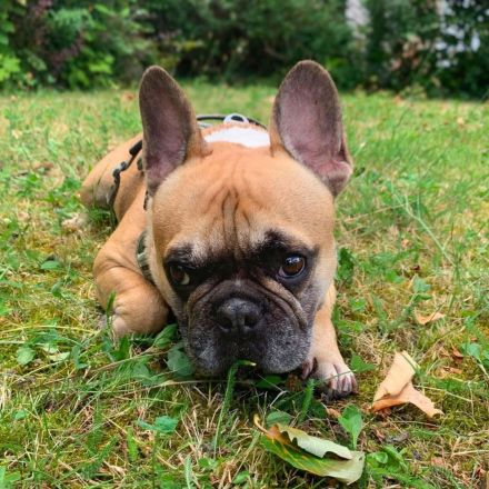Specki in 60388 Frankfurt sucht sein Für-immer-Zuhause
