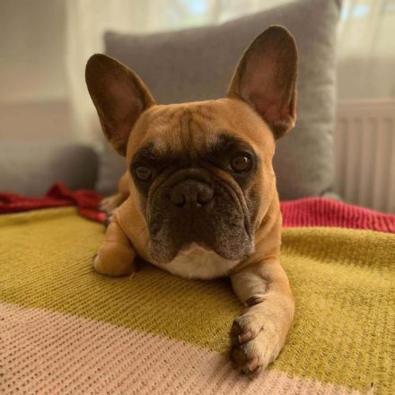 Specki in 60388 Frankfurt sucht sein Für-immer-Zuhause