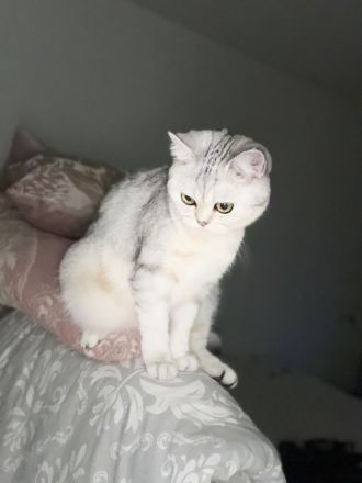 BKH Katze