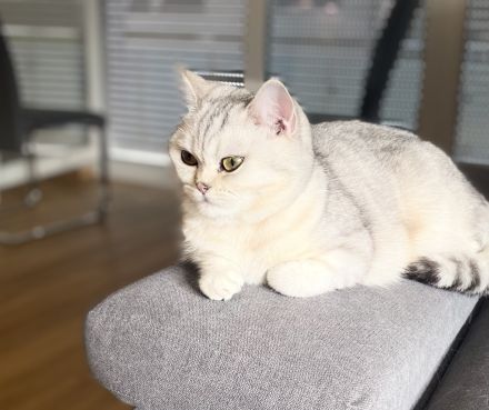 BKH Katze