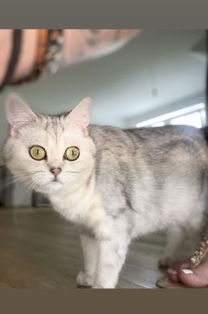 BKH Katze