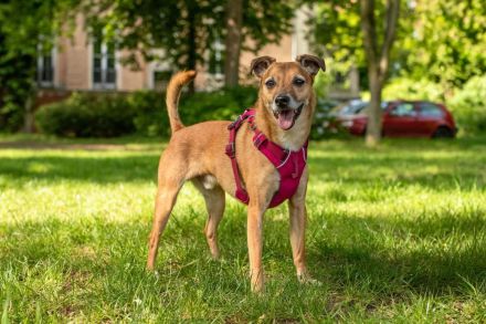 Bailey in 14656 Berlin sucht sein Für-immer-Zuhause