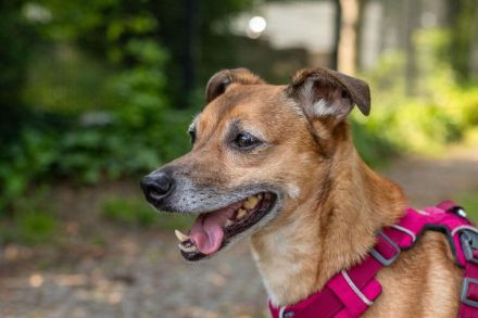 Bailey in 14656 Berlin sucht sein Für-immer-Zuhause