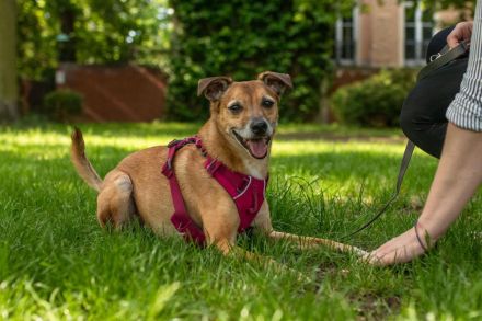 Bailey in 14656 Berlin sucht sein Für-immer-Zuhause