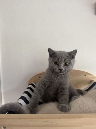 BKH kitten Kater