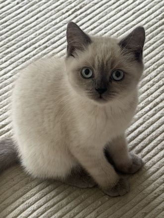 Britisch kurzhaar kitten