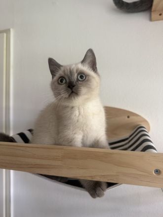 Britisch kurzhaar kitten
