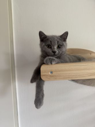 Britisch kurzhaar kitten