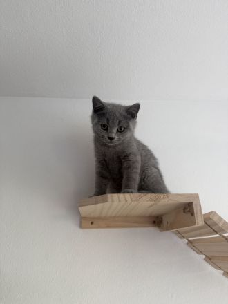 BKH kitten Kater