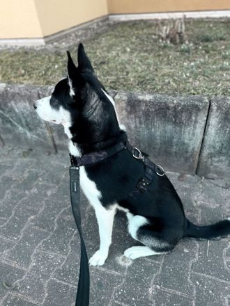 Husky-Labrador Mischling
