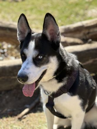 Husky-Labrador Mischling