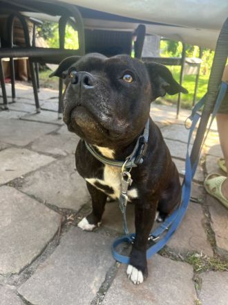 Rüde gesucht ❤️ Staffordshire Bullterrier