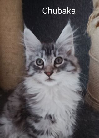 reinrassige Maine Coon Kitten auszugsbereit